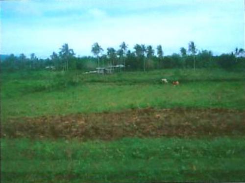FOR SALE: Lot / Land / Farm Batangas