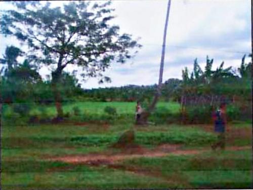 FOR SALE: Lot / Land / Farm Batangas 3
