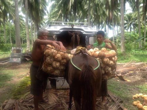 FOR SALE: Lot / Land / Farm Batangas 1