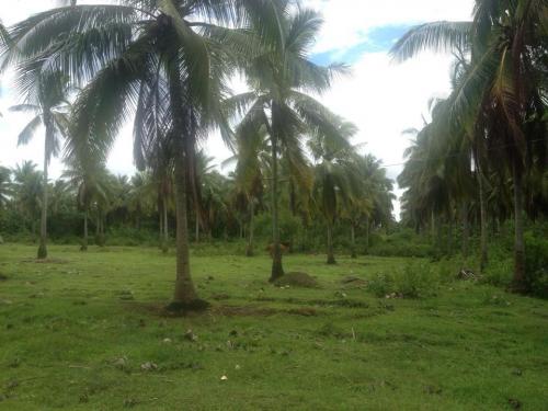 FOR SALE: Lot / Land / Farm Batangas 2