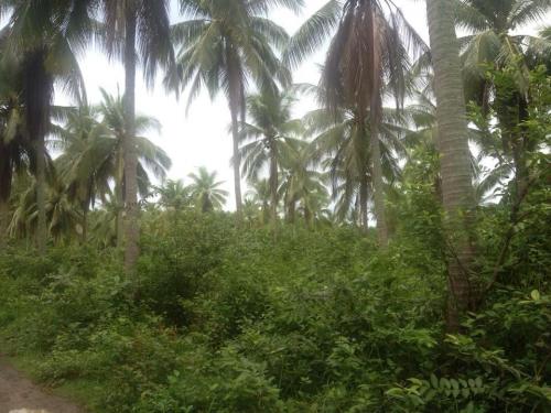 FOR SALE: Lot / Land / Farm Batangas 3