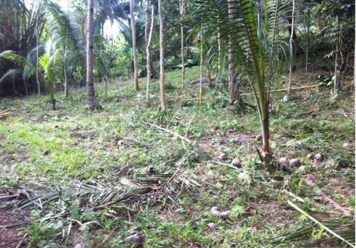 FOR SALE: Lot / Land / Farm Cebu 3