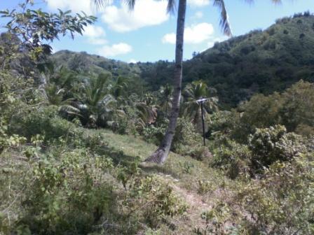 FOR SALE: Lot / Land / Farm Cebu 4