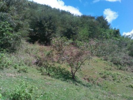 FOR SALE: Lot / Land / Farm Cebu 5