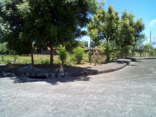 FOR SALE: Lot / Land / Farm Cebu 2
