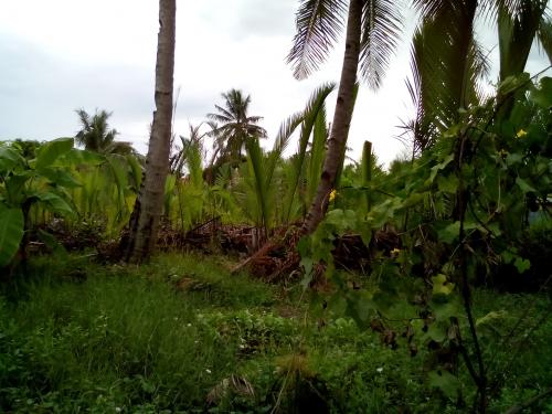 FOR SALE: Lot / Land / Farm Cebu > Other areas 1