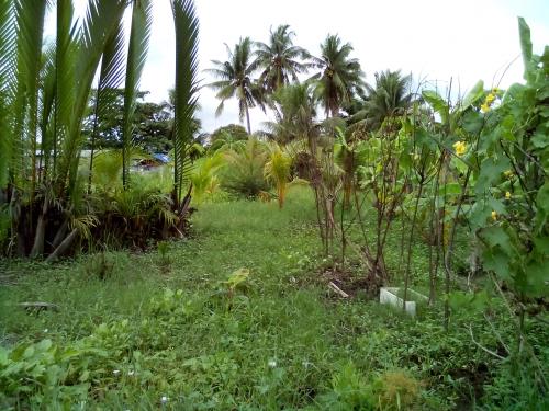 FOR SALE: Lot / Land / Farm Cebu > Other areas 3