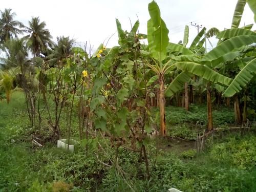 FOR SALE: Lot / Land / Farm Cebu > Other areas 4