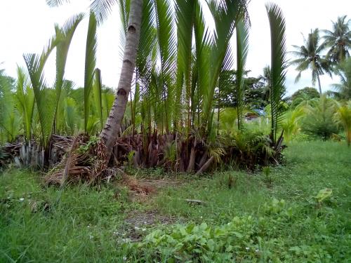 FOR SALE: Lot / Land / Farm Cebu > Other areas 5