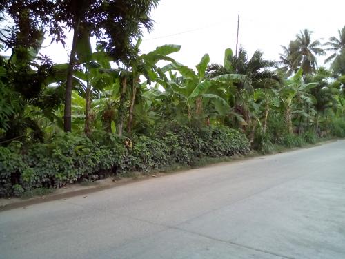 FOR SALE: Lot / Land / Farm Cebu > Other areas 6