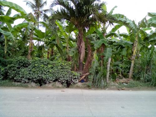 FOR SALE: Lot / Land / Farm Cebu > Other areas 8