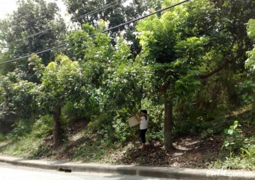 FOR SALE: Lot / Land / Farm Cebu > Other areas 2