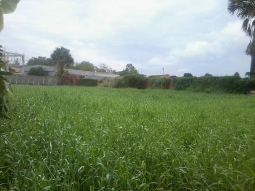FOR SALE: Lot / Land / Farm Cebu > Mandaue 1