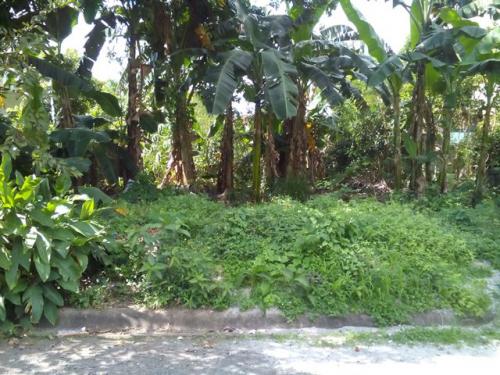 FOR SALE: Lot / Land / Farm Rizal > Antipolo 1