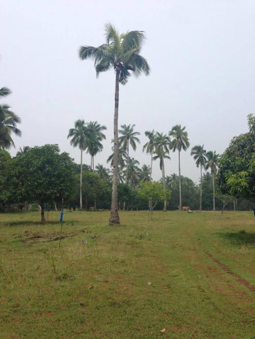 FOR SALE: Lot / Land / Farm Davao del Sur > Samal 3