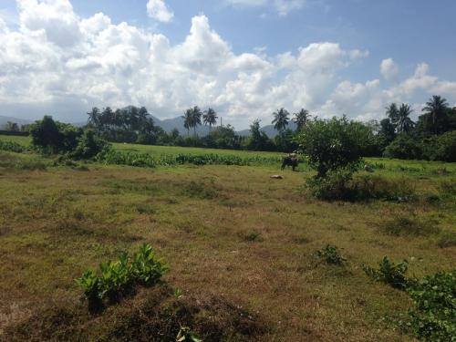 FOR SALE: Lot / Land / Farm Laguna