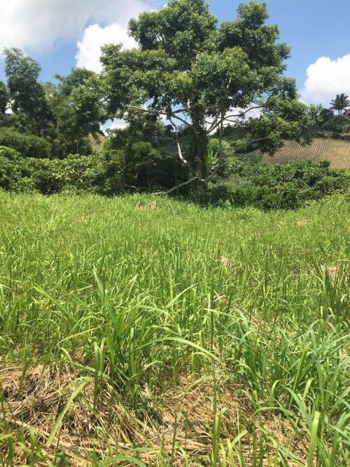 FOR SALE: Lot / Land / Farm Cavite 1