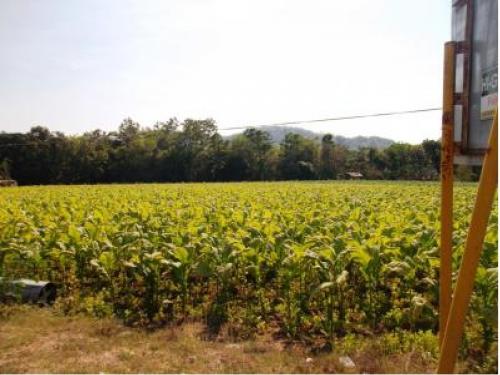 FOR SALE: Lot / Land / Farm La Union 1