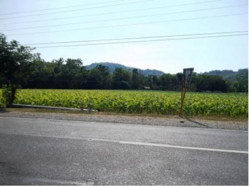 FOR SALE: Lot / Land / Farm La Union 3