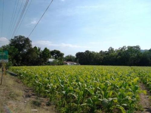 FOR SALE: Lot / Land / Farm La Union 6