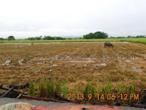 FOR SALE: Lot / Land / Farm Pangasinan