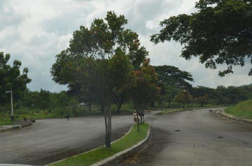 FOR SALE: Lot / Land / Farm Rizal > Other areas 3