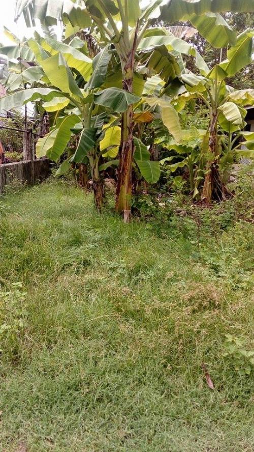 FOR SALE: Lot / Land / Farm Cebu 1