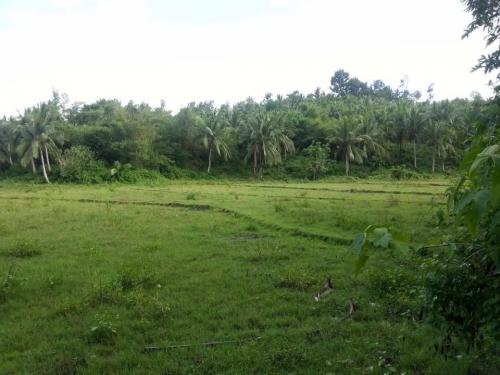 FOR SALE: Lot / Land / Farm Quezon > Other areas