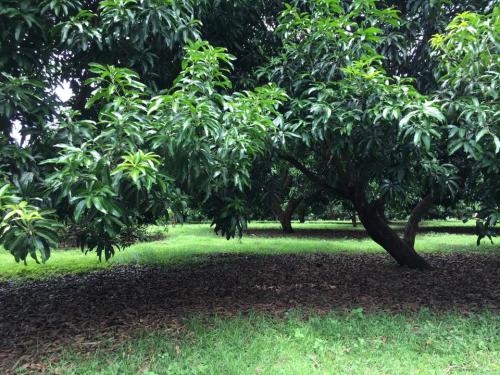 FOR SALE: Lot / Land / Farm Bataan