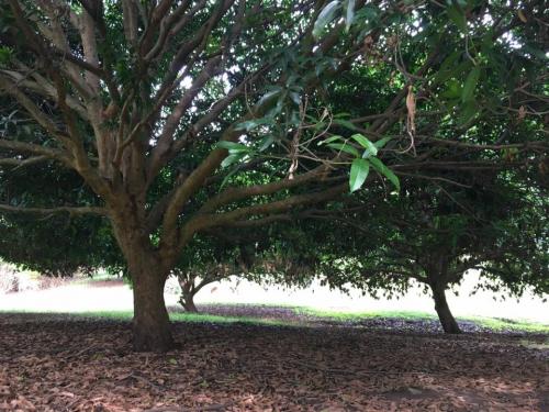 FOR SALE: Lot / Land / Farm Bataan 1