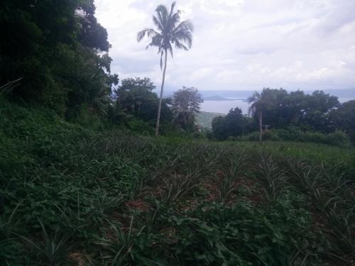 FOR SALE: Lot / Land / Farm Tagaytay