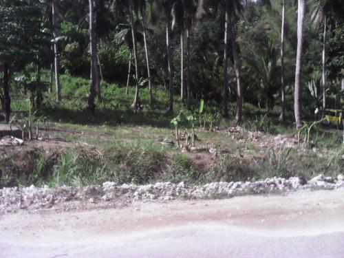 FOR SALE: Lot / Land / Farm Cebu 5