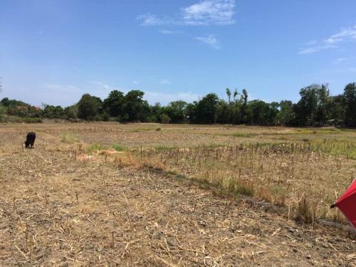 FOR SALE: Lot / Land / Farm La Union
