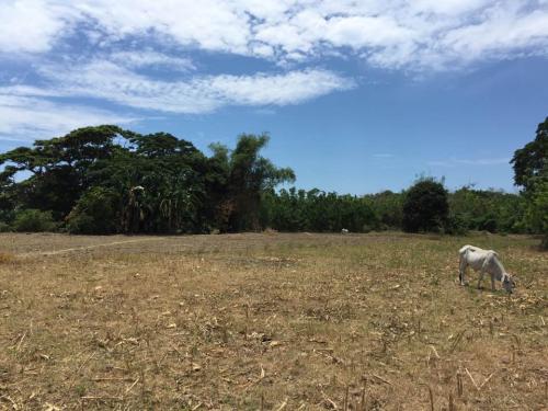 FOR SALE: Lot / Land / Farm La Union 1