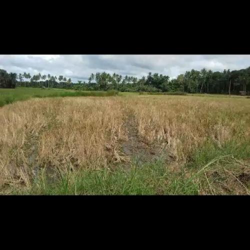 FOR SALE: Lot / Land / Farm Bohol