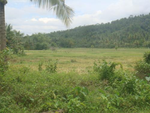 FOR SALE: Lot / Land / Farm Davao 1