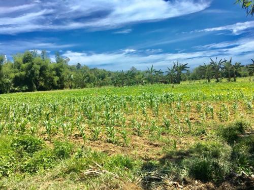 FOR SALE: Lot / Land / Farm Cebu > Other areas