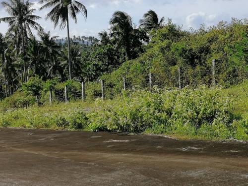 FOR SALE: Lot / Land / Farm Albay