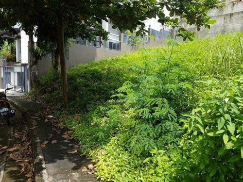 FOR SALE: Lot / Land / Farm Cebu > Other areas 2