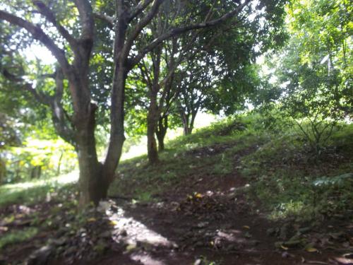 FOR SALE: Lot / Land / Farm Rizal 2
