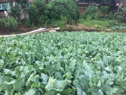 FOR SALE: Lot / Land / Farm Benguet > Baguio 1