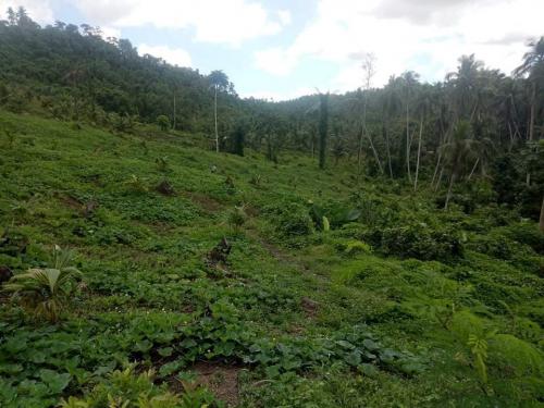 FOR SALE: Lot / Land / Farm Quezon