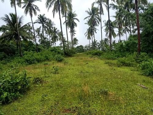 FOR SALE: Lot / Land / Farm Batangas 1