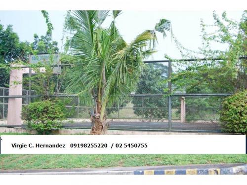 FOR SALE: Lot / Land / Farm Rizal 14