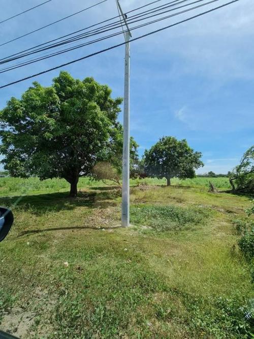 FOR SALE: Lot / Land / Farm Tarlac 1