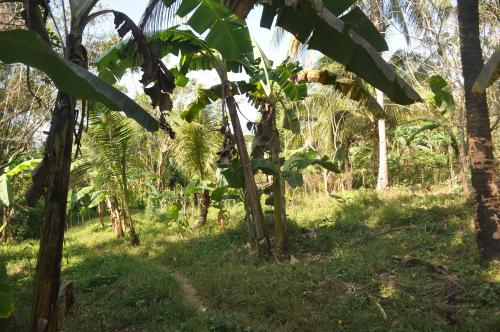FOR SALE: Lot / Land / Farm Cavite 2