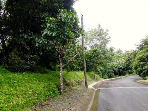 FOR SALE: Lot / Land / Farm Batangas 3