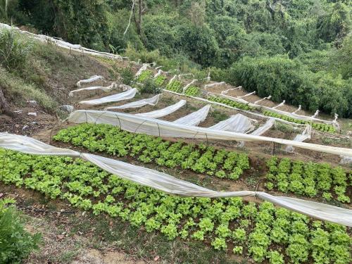 FOR SALE: Lot / Land / Farm Benguet 4