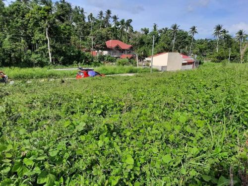 FOR SALE: Lot / Land / Farm Albay > Ligao 2