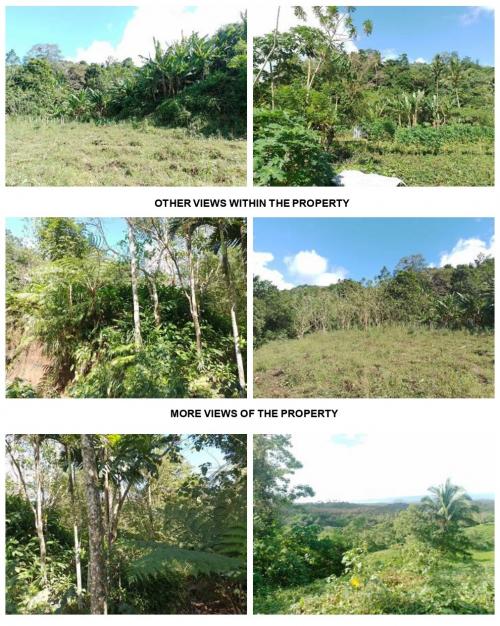 FOR SALE: Lot / Land / Farm Albay > Ligao 3